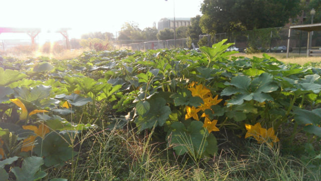 Walker Jones farm image via DCist 2014 02 06
