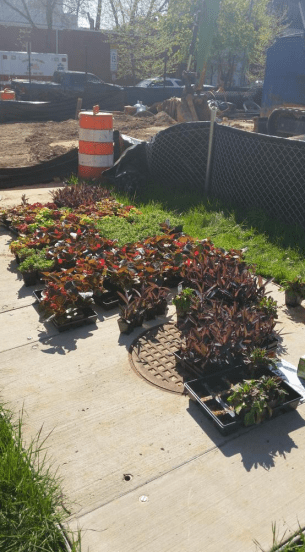 Truxton Circle clean up flowers 2015 04 18