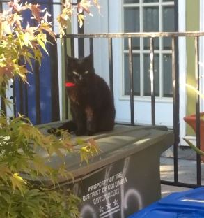 missing cat 2016 05 22