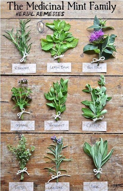 medicinal-mint-family